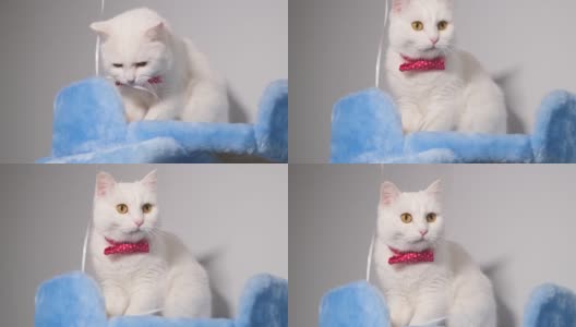 一个可爱的白猫的肖像特写在一个蓝色的抓挠柱的背景。高清在线视频素材下载