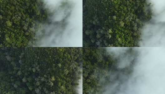 无人机俯瞰清晨云雾的雨林。4 k (UHD))高清在线视频素材下载