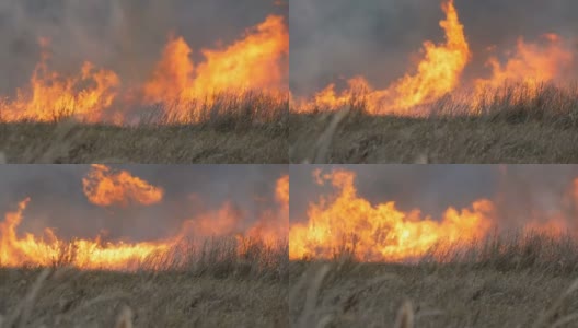 巨大的自然风暴点燃草原森林大火。燃烧的干草高清在线视频素材下载