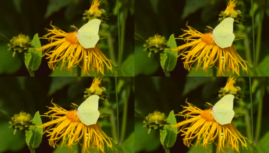 一只黄色的卷心菜蝴蝶正在从黄色的Elecampane花中吸取花蜜高清在线视频素材下载