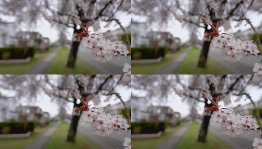 樱花盛开在温哥华城市的住宅大道上。春天的生活方式的概念。高清在线视频素材下载