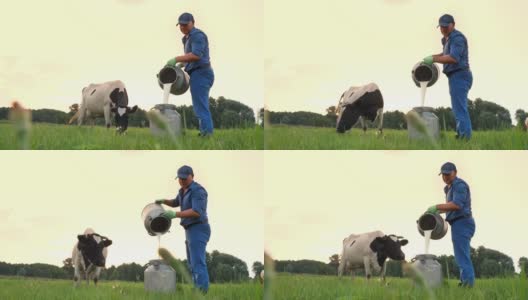 牛奶新鲜。在绿色的草地上，法默正在把鲜奶倒进一个罐子里，背景是一头奶牛。挤奶。奶牛场。乳制品。农业高清在线视频素材下载