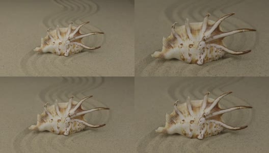 一个美丽的贝壳躺在沙做的“之”字形上高清在线视频素材下载