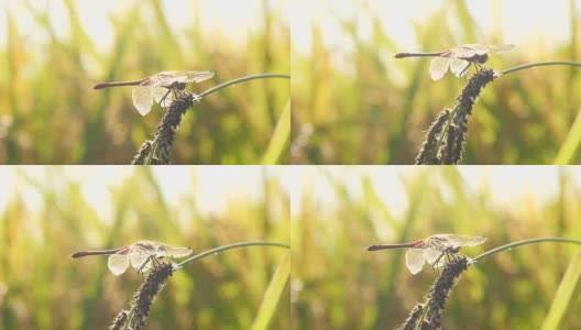 韩国庆北稻田上的红蜻蜓高清在线视频素材下载