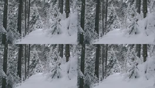针叶树被新雪覆盖的缓慢动作高清在线视频素材下载