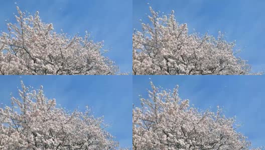 樱花落花的风景高清在线视频素材下载