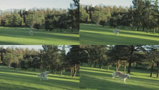 金毛猎犬在公园里拿着球奔跑高清在线视频素材下载