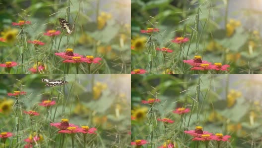 慢镜头美丽的蝴蝶在花上飞舞高清在线视频素材下载