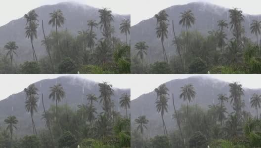 热带的风和雨落在泰国绿色的棕榈树叶上高清在线视频素材下载