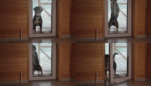 狗打开房间的门高清在线视频素材下载