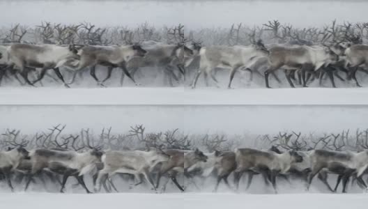 漫游北部驯鹿高清在线视频素材下载