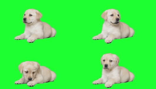 拉布拉多犬躺在绿色屏幕上高清在线视频素材下载