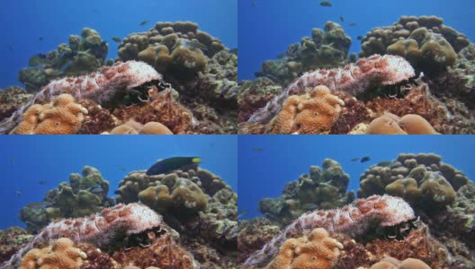 以珊瑚礁为食的海参(Bohadschia graeffei)是循环利用的终极产物高清在线视频素材下载