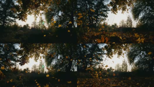 秋天的树林里，黄色的枫叶慢慢地飘落在地上。明亮的太阳照亮了鲜艳的落叶。美丽的自然景观为背景。五彩缤纷的秋季。慢动作高清在线视频素材下载