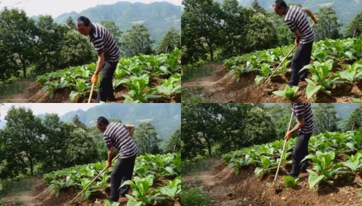 农民在烟草田里除草。高清在线视频素材下载