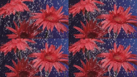 超级慢镜头:雨中的雏菊花，蓝色背景高清在线视频素材下载