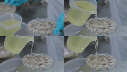 近距离拍摄的女工人的手倒油从一个塑料罐子到一个果酱鱼。鱼在工厂保存生产，在塑料容器中分拣鱼片高清在线视频素材下载