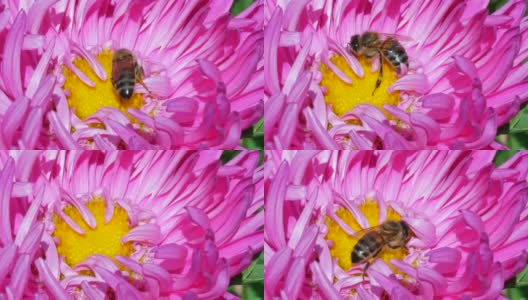 蜜蜂在紫菀花上采集花蜜高清在线视频素材下载