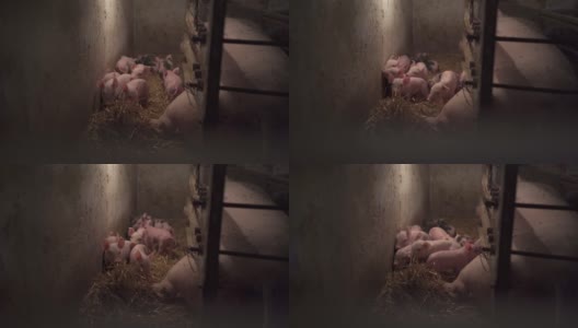 困惑的新生小猪探索猪场高清在线视频素材下载