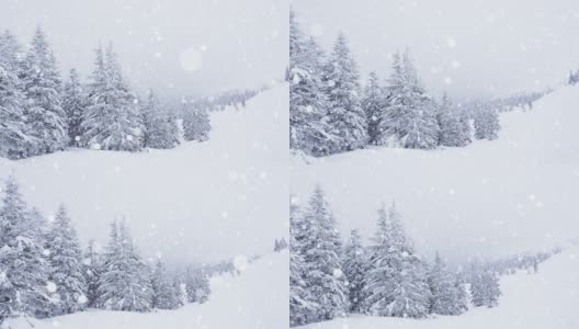 树枝上美丽的蓬松的雪。雪花从云杉树枝上美丽地飘落下来。冬天的童话，树在雪中囚禁。冬天下雪的录像高清在线视频素材下载