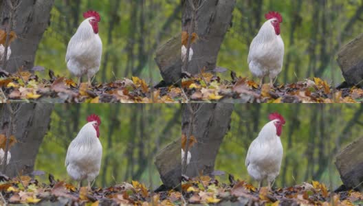 农场里的七彩公鸡的肖像。秋天的叶子在背景。红原鸡，自然光高清在线视频素材下载