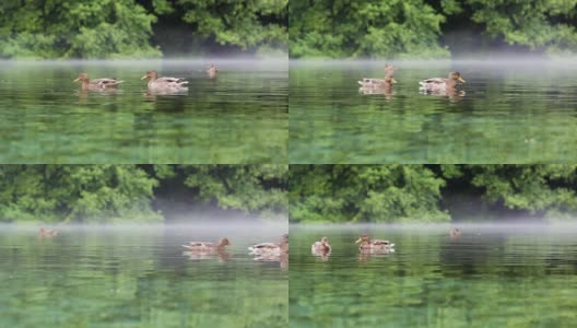 三只鸭子在雾蒙蒙的湖水里游泳高清在线视频素材下载