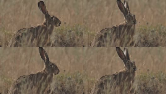 欧洲野兔(Lepus europaeus)，也称为棕色野兔，产于俄罗斯高清在线视频素材下载