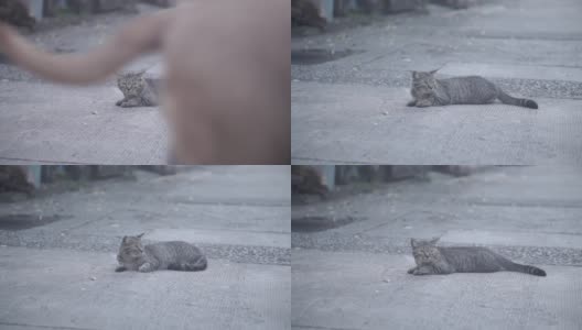 托比猫在街上找东西高清在线视频素材下载