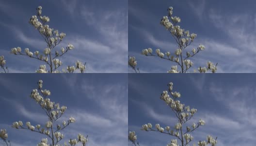 低角度视图的玉兰花反对天空高清在线视频素材下载