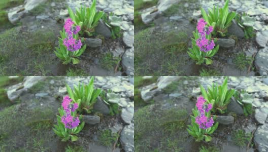 四姑娘山国家公园海子谷四姑娘山地区的紫罗兰自然景观，中国四川省高清在线视频素材下载