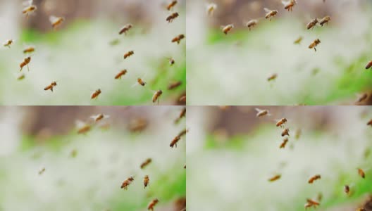 近距离观察忙碌的飞行蜜蜂的慢动作高清在线视频素材下载