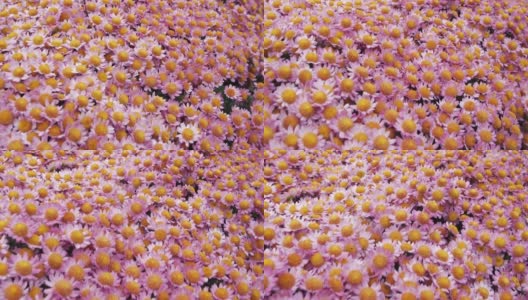 镜头在带着粉红色花朵的林间空地上飞行高清在线视频素材下载