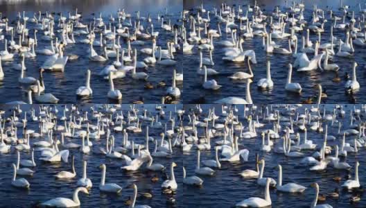 湖上有许多野天鹅和野鸭。冬季，天气晴朗，淡水4k高清在线视频素材下载