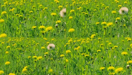 绿色的林间空地上盛开的黄色的蒲公英。绿色的春天的田野和野花高清在线视频素材下载