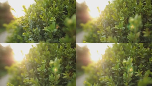 多莉拍摄的绿色灌木与阳光和耀斑在慢镜头高清在线视频素材下载