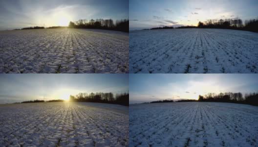 冬小麦覆盖着绿油油的嫩芽和傍晚的夕阳，时光流逝高清在线视频素材下载