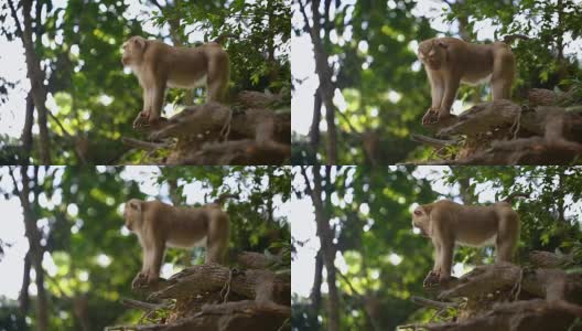 猴子生活在泰国普吉岛的一片天然森林里。高清在线视频素材下载