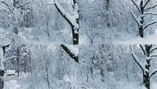 森林里白雪皑皑的树枝。冬天的童话背景高清在线视频素材下载