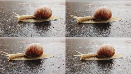 雨后蜗牛在潮湿的柏油路上过马路。高清在线视频素材下载