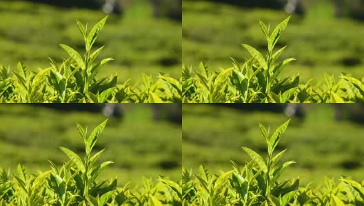 茶园里的绿茶高清在线视频素材下载