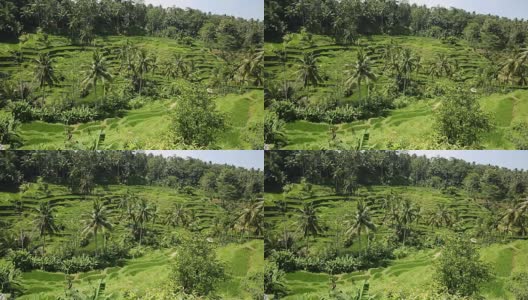 印度尼西亚巴厘岛，水稻田，水稻平台高清在线视频素材下载
