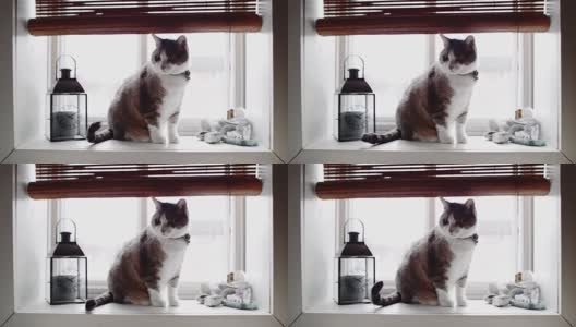 Cinemagraph(照片运动)的有趣的猫在窗口高清在线视频素材下载
