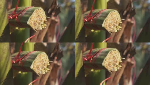 在东南亚，从新鲜的棕榈叶上滴下椰子糖液高清在线视频素材下载