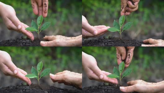 人们用双手呵护幼小的植物树木发芽。高清在线视频素材下载