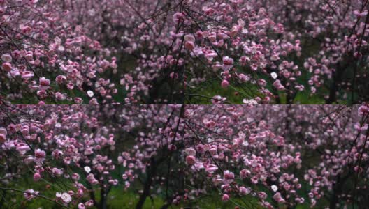 雨天里美丽的梅花俯卧高清在线视频素材下载