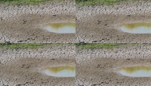 动物生活在干旱的最后一个小池塘里。高清在线视频素材下载