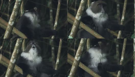 塞克斯猴子躲在竹子后面吃树叶在肯尼亚阿伯代尔国家公园-特写镜头高清在线视频素材下载