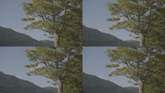 4K绿叶在树上的风与清澈的蓝天和云彩高清在线视频素材下载