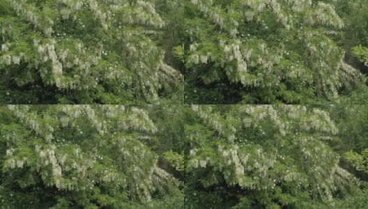 刺槐(Robinia pseudoacacia)树由早春4K无人机拍摄高清在线视频素材下载