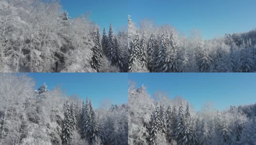 冬季雪地下的森林从侧面移动的无人机航拍视频。高清在线视频素材下载